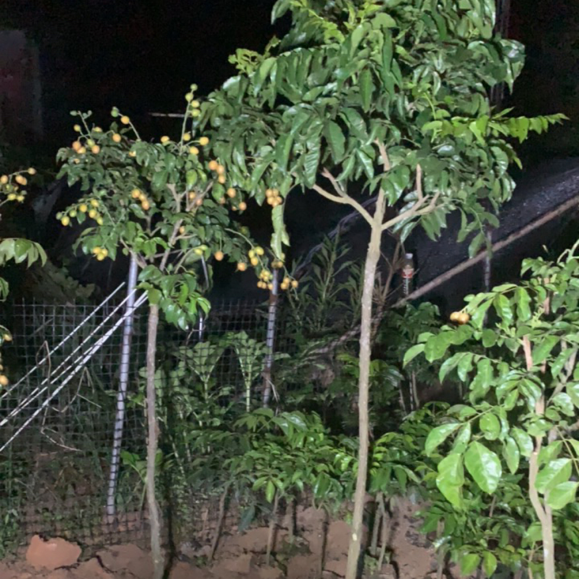 黄皮苗（黑金刚 冰糖 贵妃 鸡心 紫肉黄皮）精品嫁接苗 可盆栽 地载