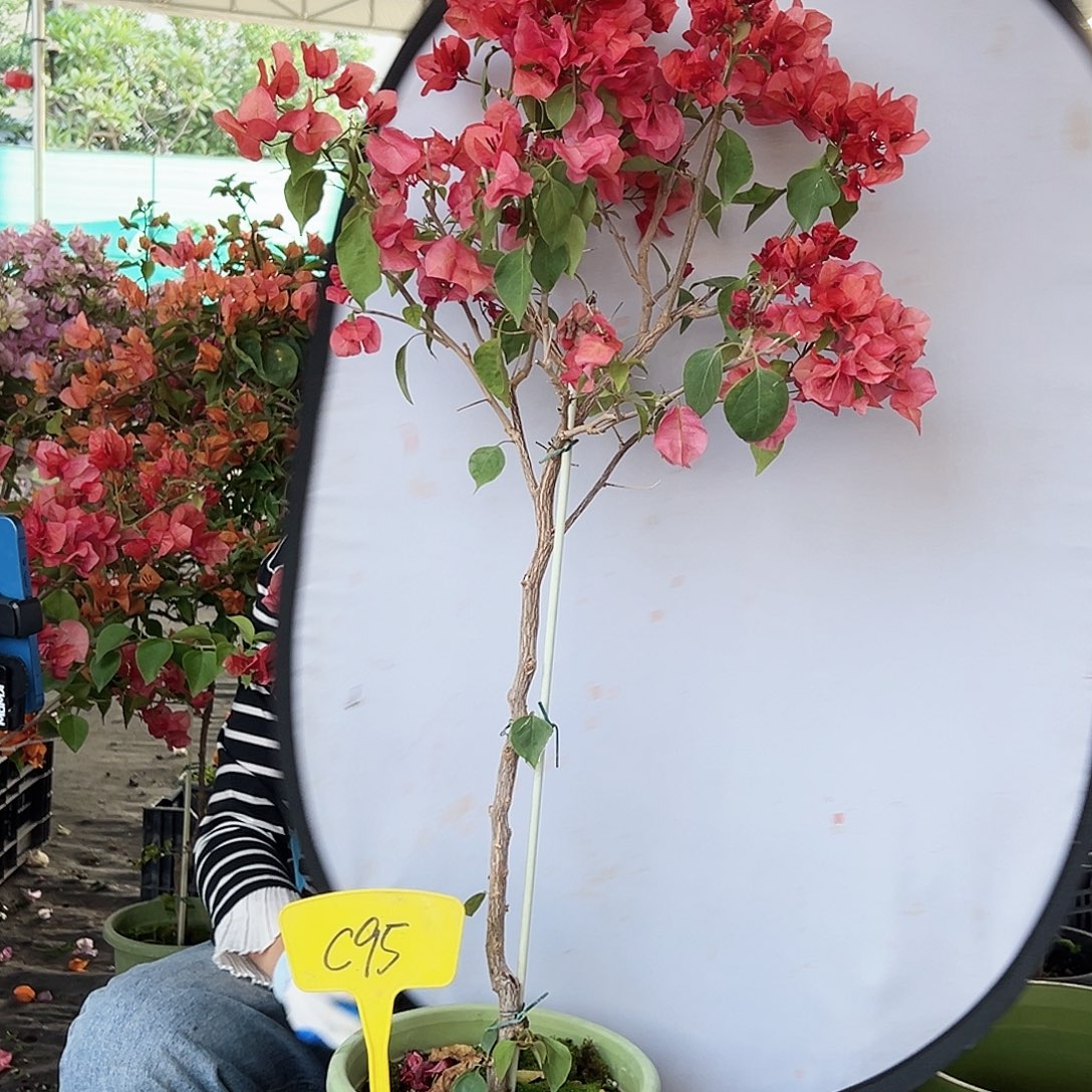 大部分花苞少量开放C95 不甜西瓜