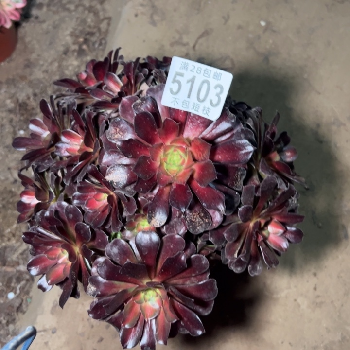 夕阳多肉植物法师5103