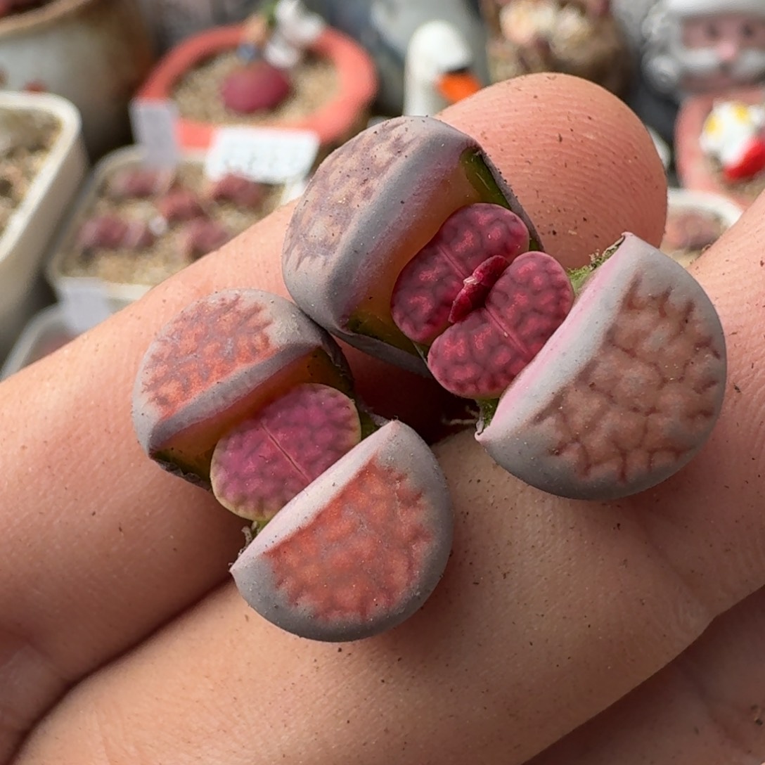 K773园艺新品融合锦紫红窗紫花纹母本