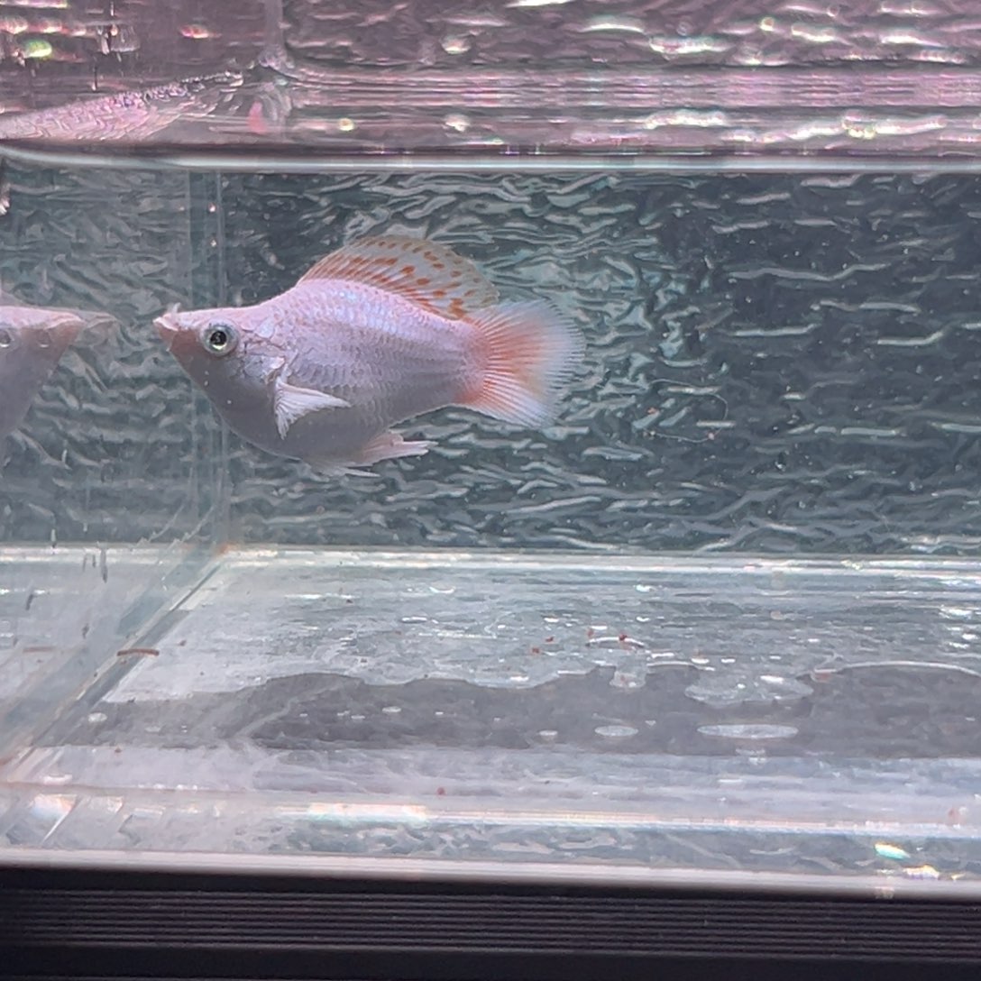 孔雀鱼玛丽鱼一条