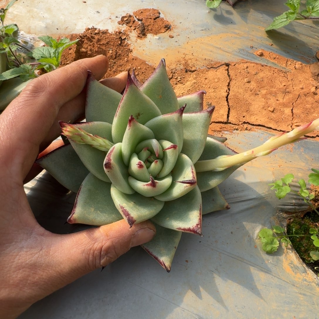 龙抓东云一颗量拍30-101