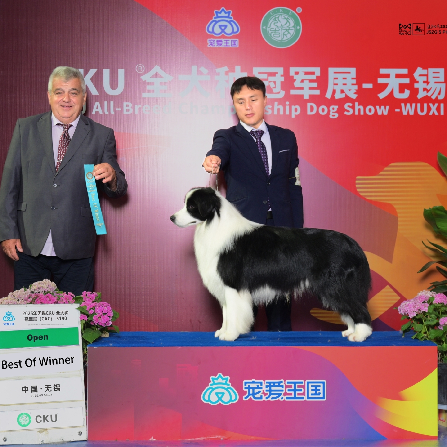 边境牧羊犬双血统边牧蓝陨石黑白咖啡博源精宠犬舍