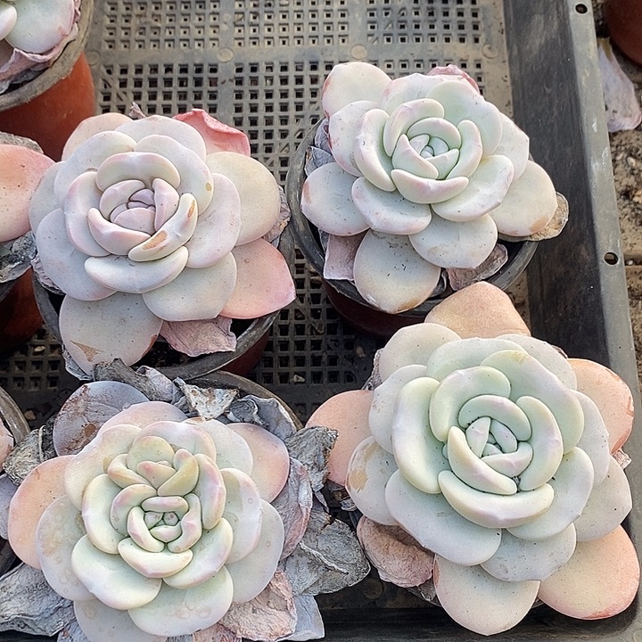 拾****无花朵2632号一物一拍雪莲