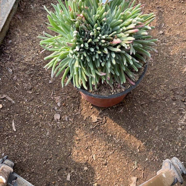 313号爱杜丽丝多肉