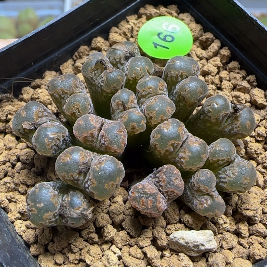 大窗火柴头勋章群15头166