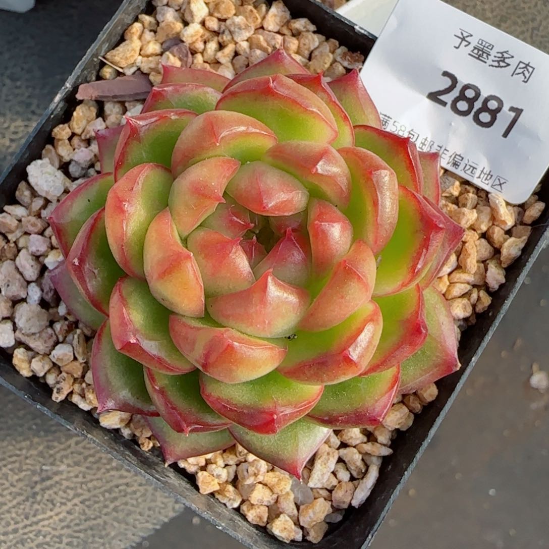 糖果珍妮，2881多肉