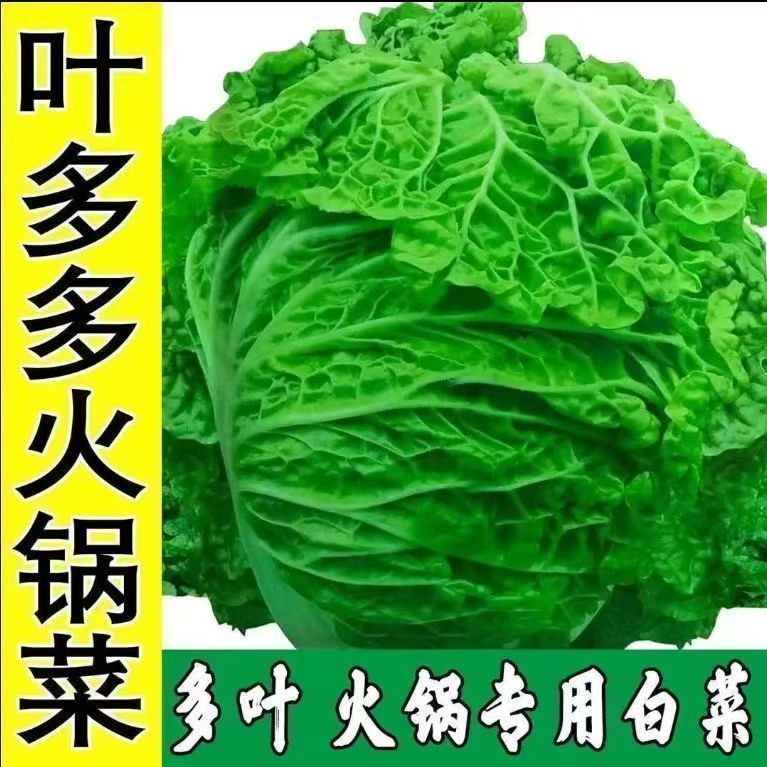 【全店满5包包邮】叶多多炎锅白菜种子无筋高产抗病秋季大田耐贮
