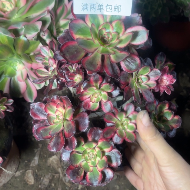 5293香奈的人多肉的人