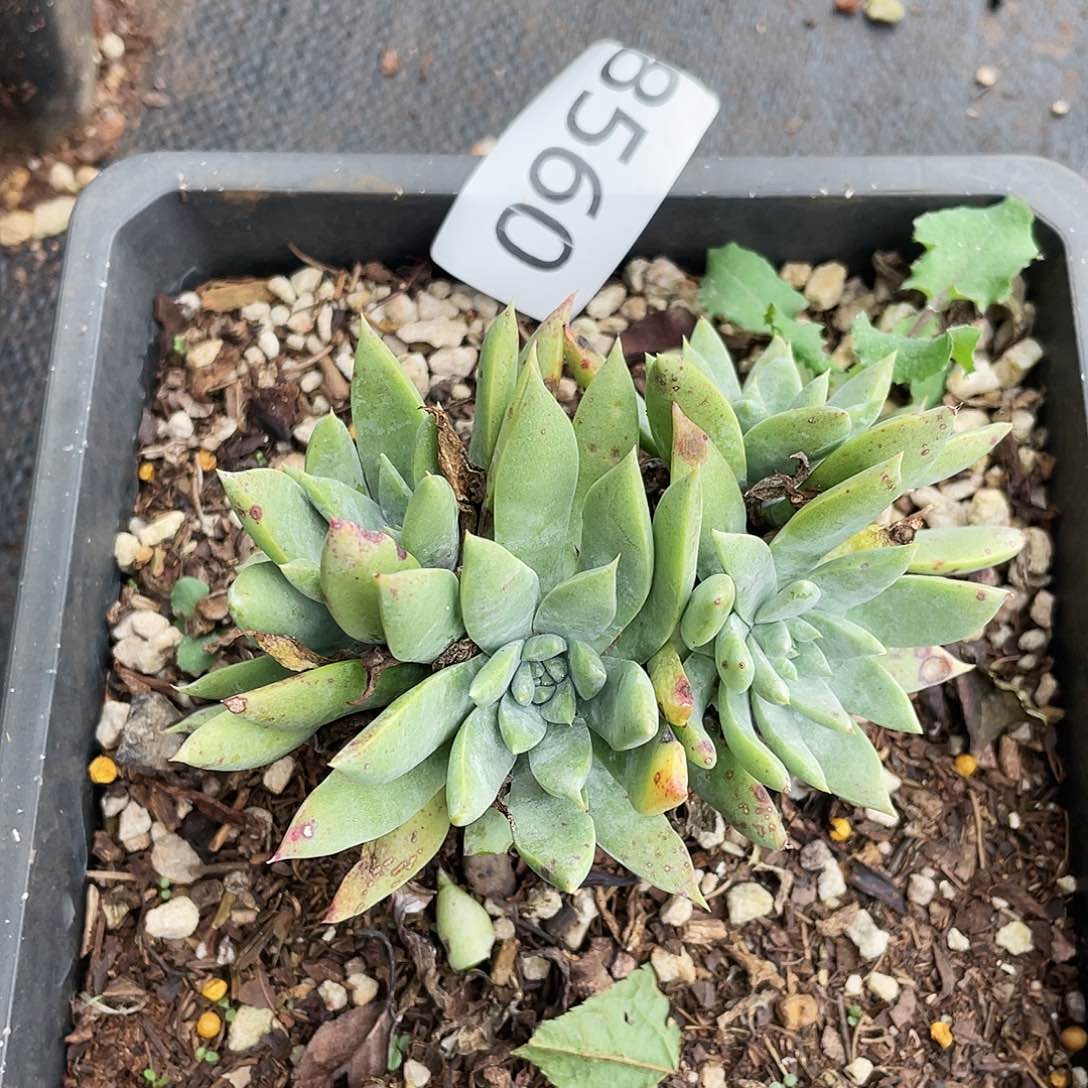 苹果叶多头群生8560