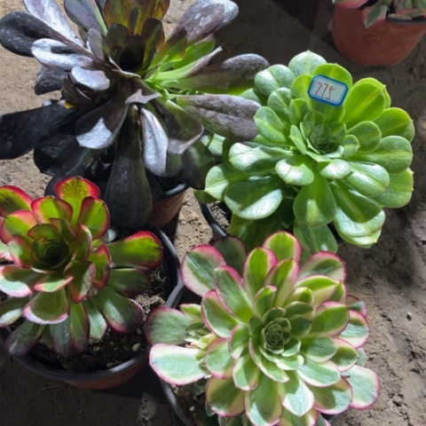 775多肉植物组合