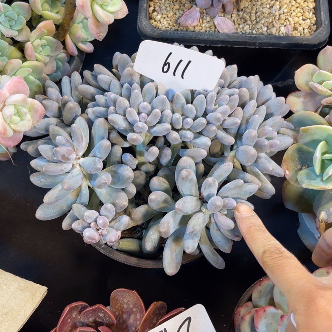 J***粥老阿姨花卉一物一拍611