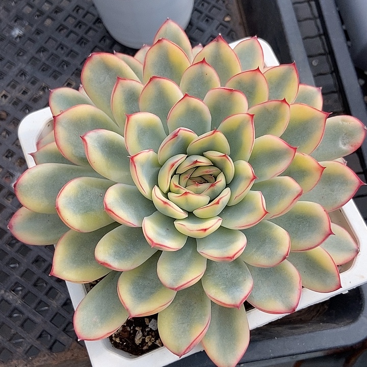 荷花锦多肉植物的