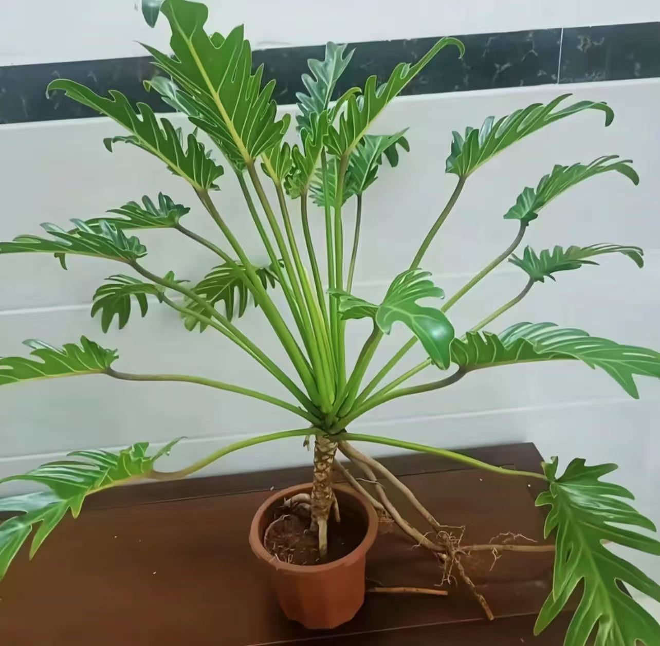 龙鳞小天使绿植客厅盆栽室内外均可种植净化空气