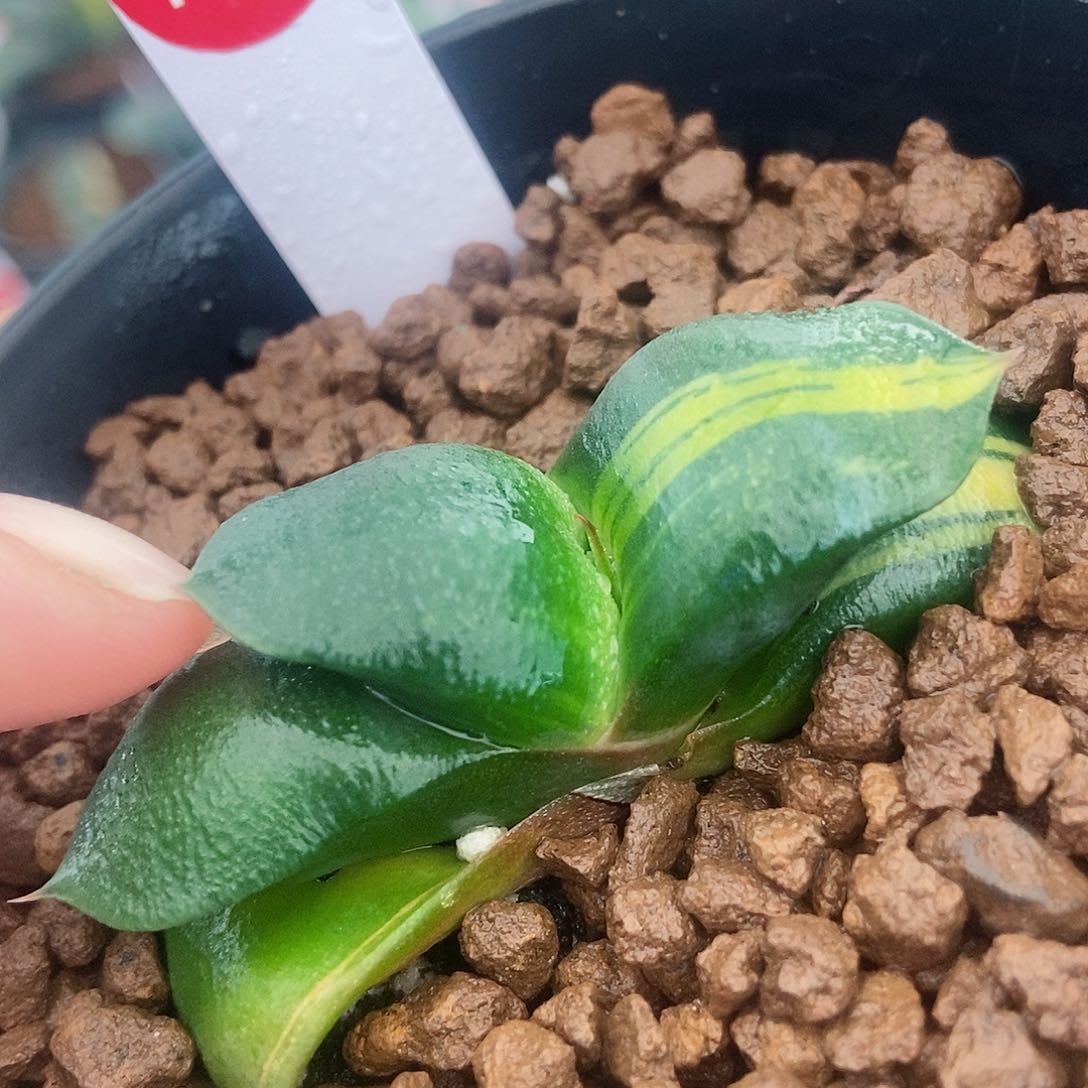 1030卧牛实生锦带盆发货