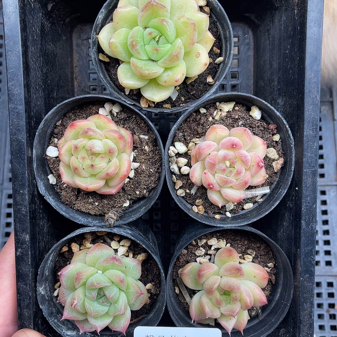 多肉一物一拍1-234