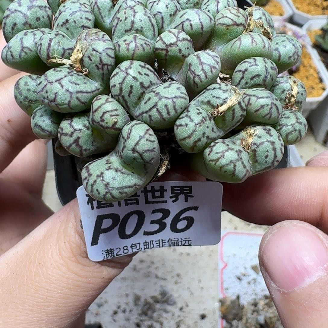 多肉植物的润泽地fhb