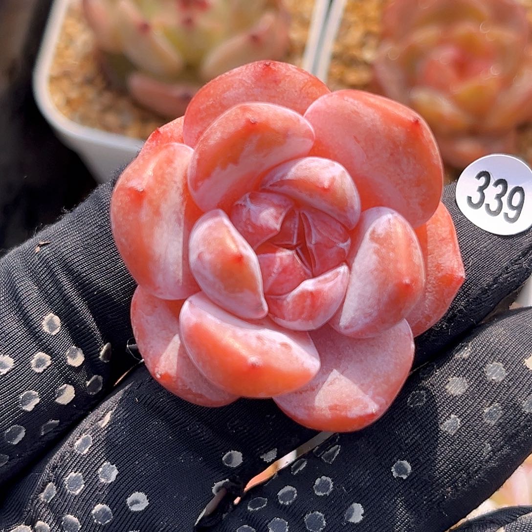 339  石榴籽满18包邮