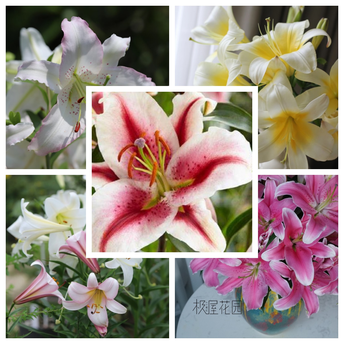 【混色单瓣5颗】香水百合种球对版必种百合今年开花【昆明发货】