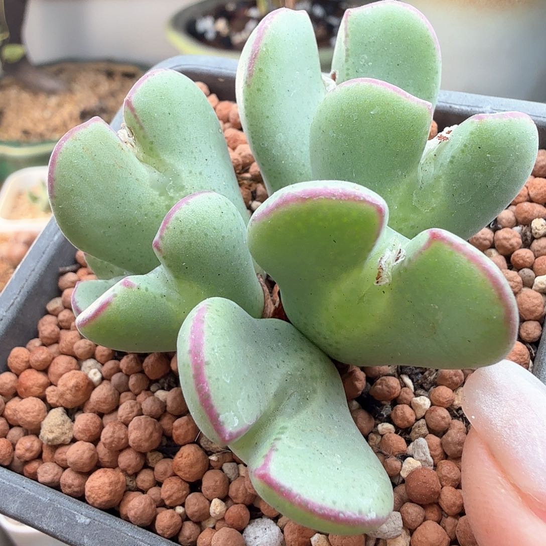 2.5.148/红边爱心少将/多肉植物