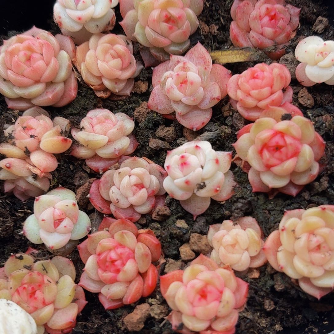 多肉植物多肉植物611