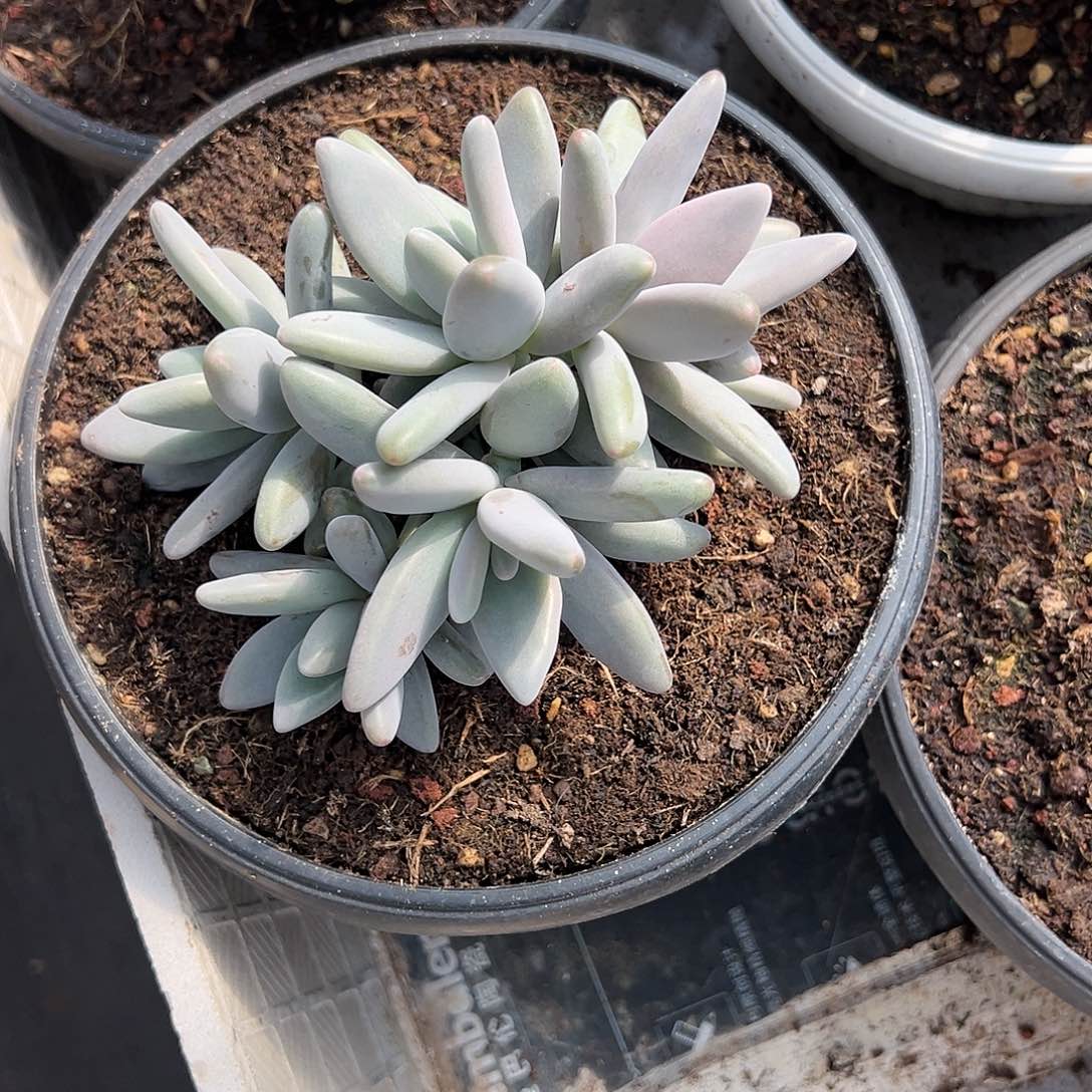 【闪购商品】企鹅福利