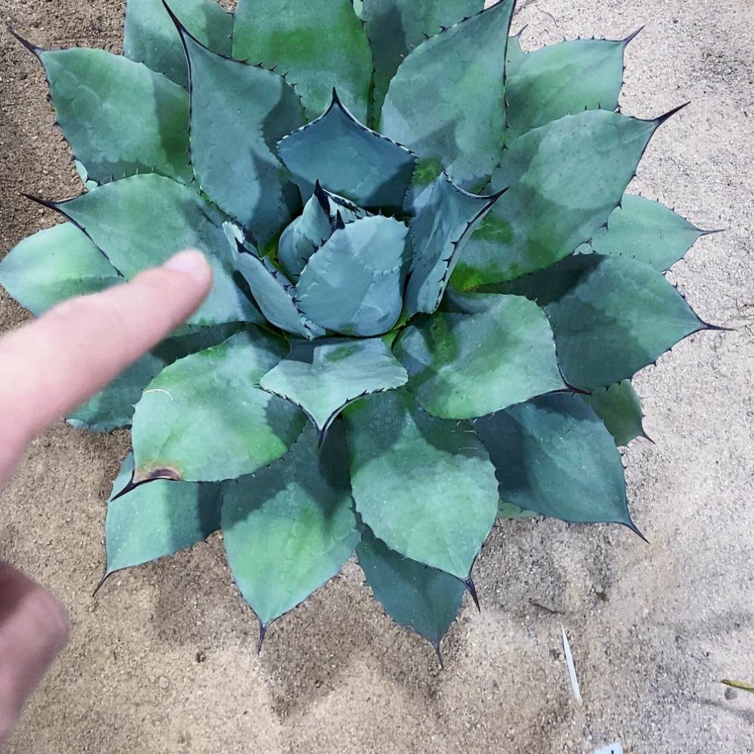 龙**下0596龙舌兰一个