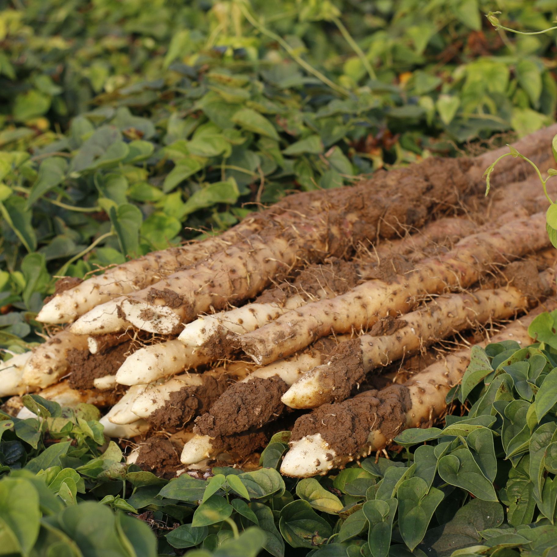 果王5斤送1斤温县铁棍山药河南焦作温县新鲜怀山药