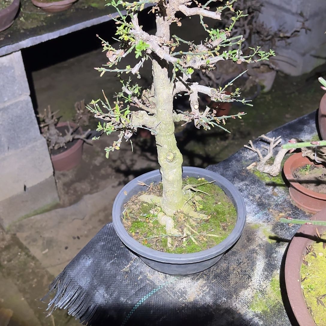 ****️迎春花一颗脱盆发货