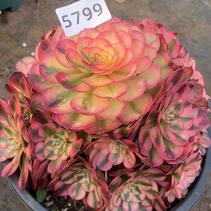 荔枝特价多肉发货