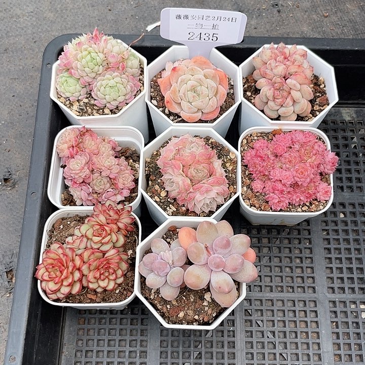 薇薇安园艺多肉2435