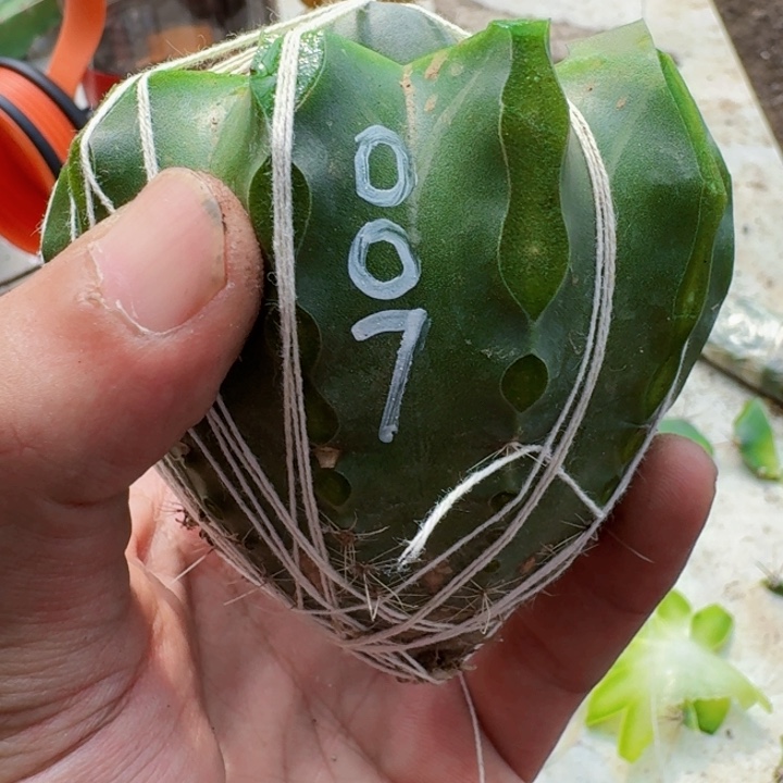 无花朵福利尤接007大尤母本
