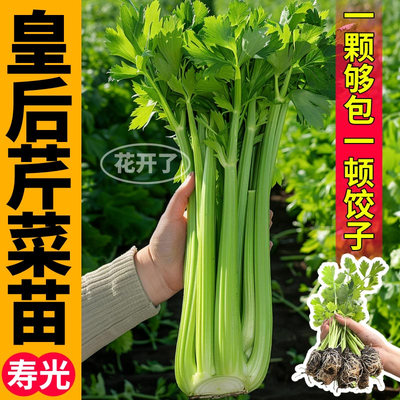 水果西芹苗秧皇后大肉芹菜四季春秋阳台盆栽高产脆嫩小红香芹根芹