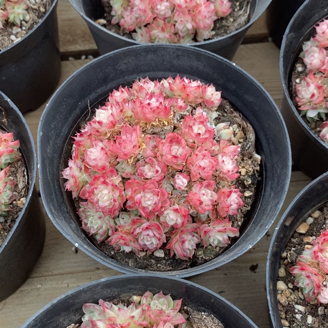 75。绿油麦杆。不包整。