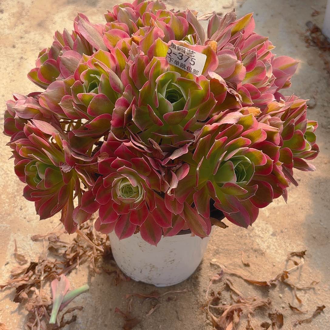 粉水晶老庄多肉植物375