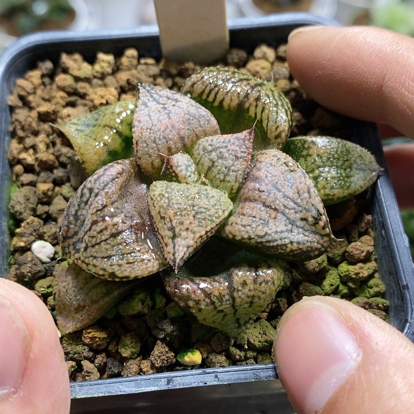 【闪购商品】143实生