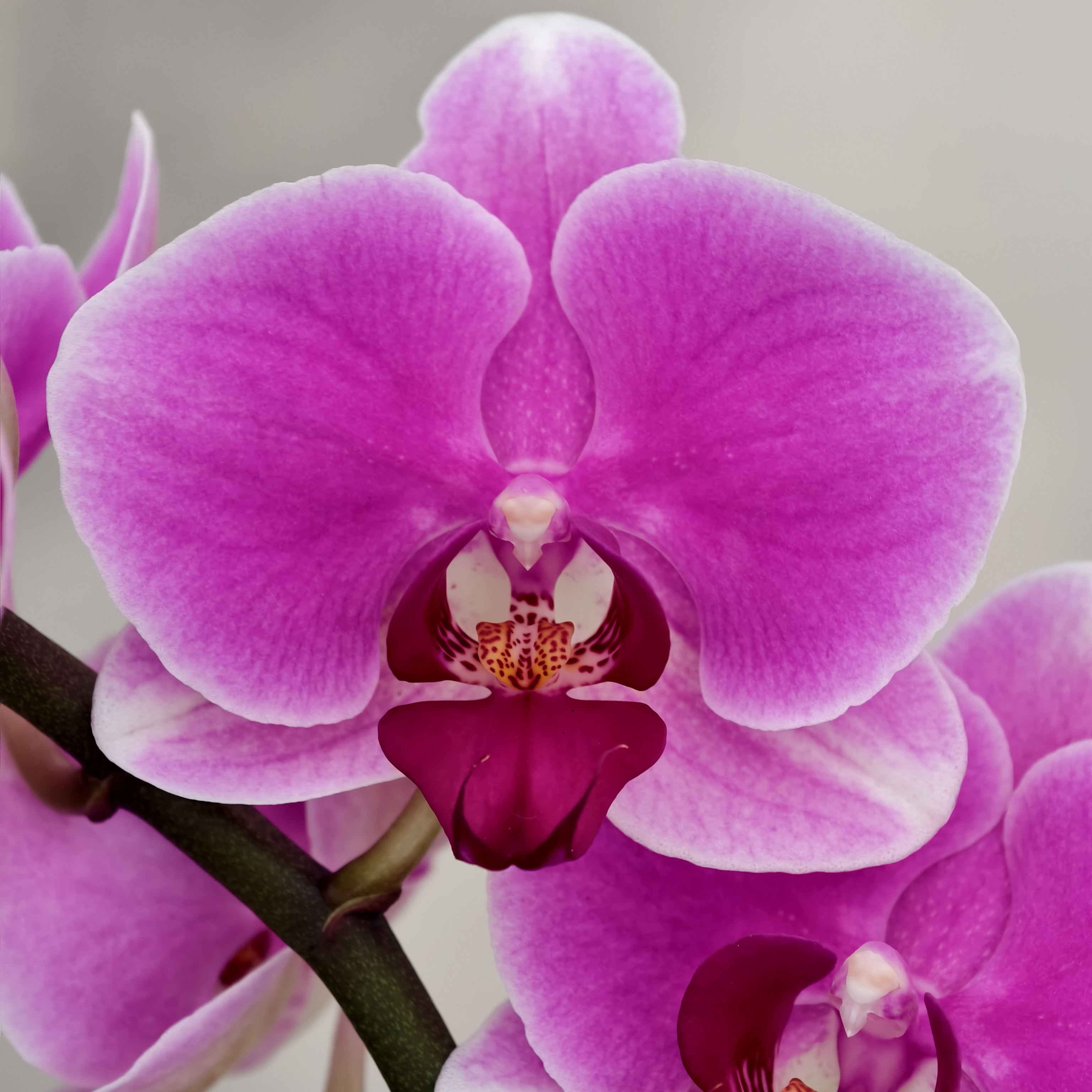 蝴蝶兰【胭脂】中花 2.8寸杯 微瑕 部分带花苞 基地直发