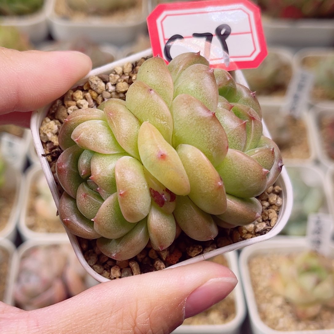 C79 一物一拍 珍妮放漏18包邮