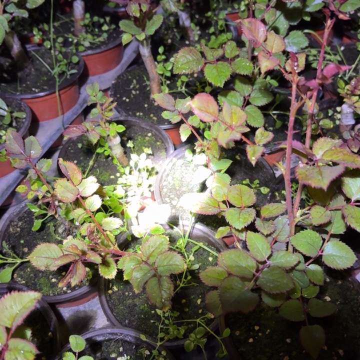 无花朵寄梅裸根苗