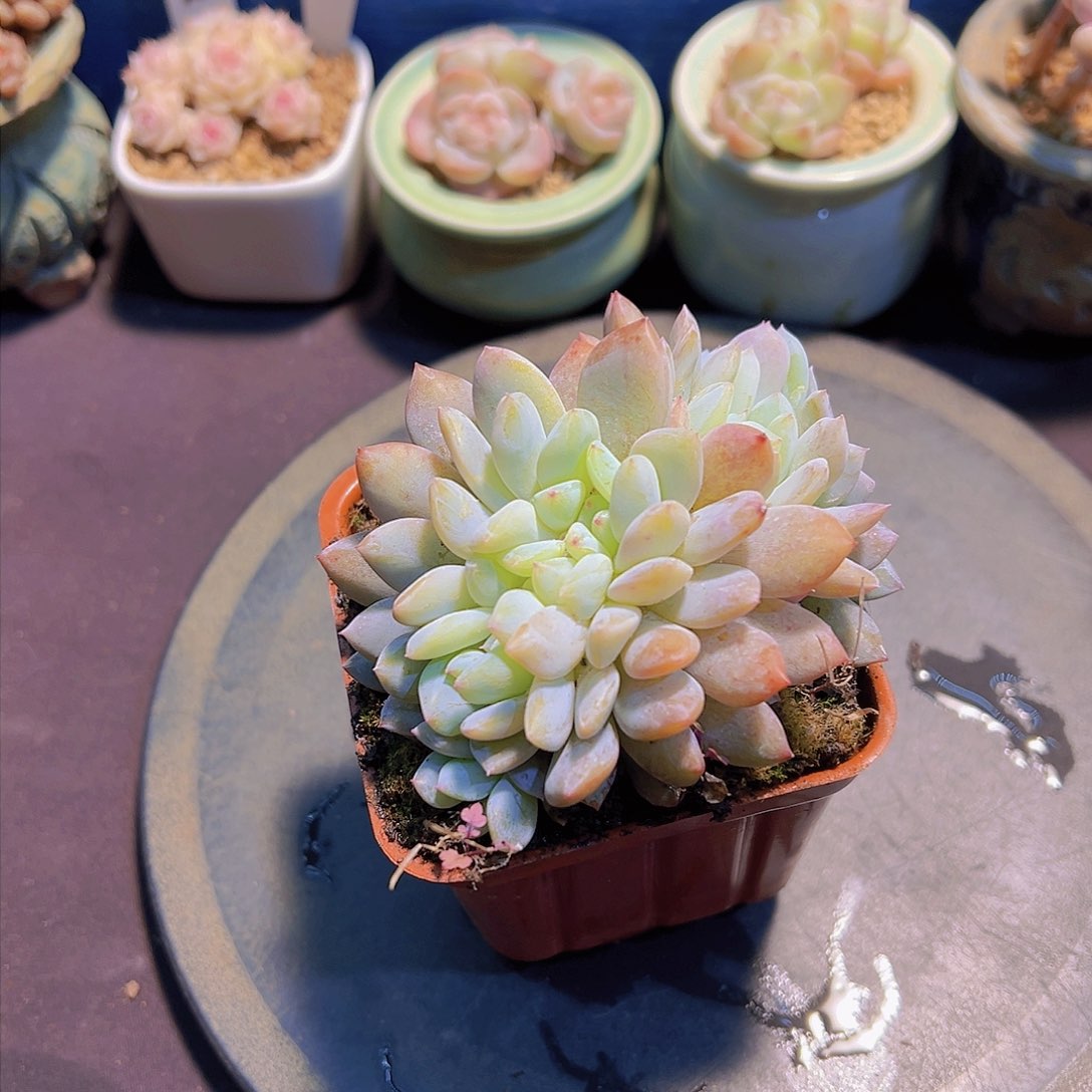 布**寳雪天使缀化，多肉植物，