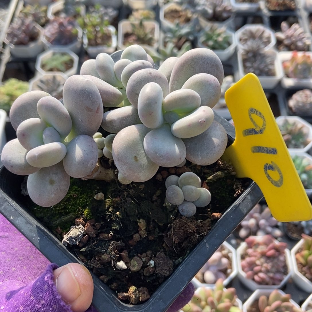 910奶酪多肉植物多肉