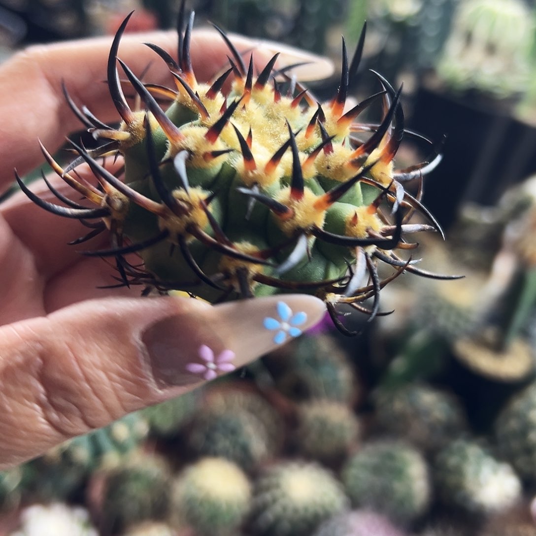 500津玉仙人球111111