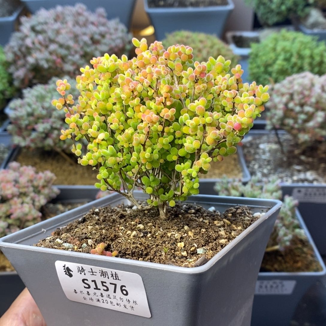 1576蜜橘糖球枝干