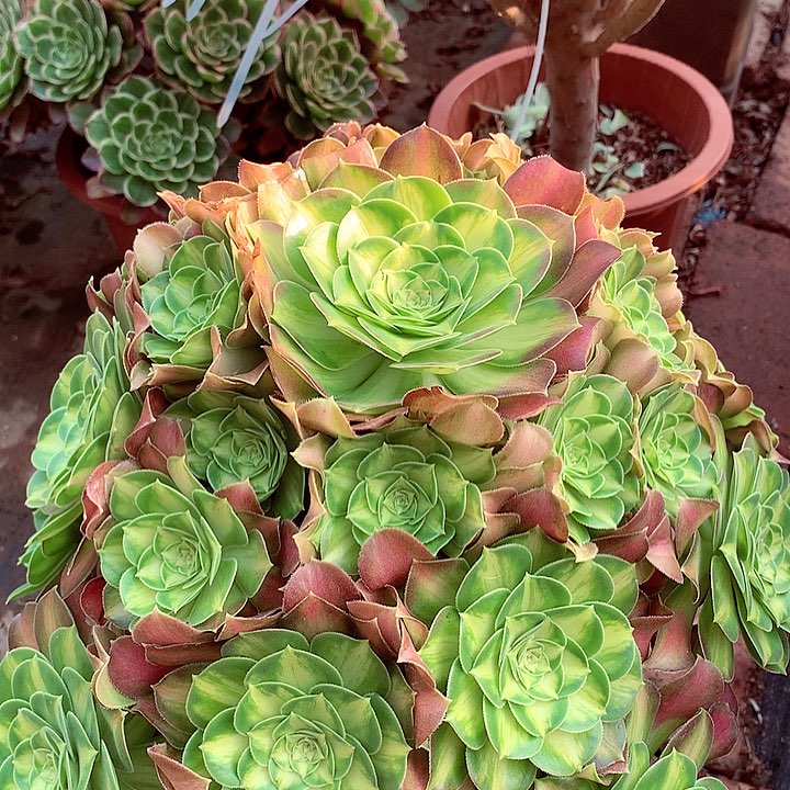 韶华捧花，多肉植物