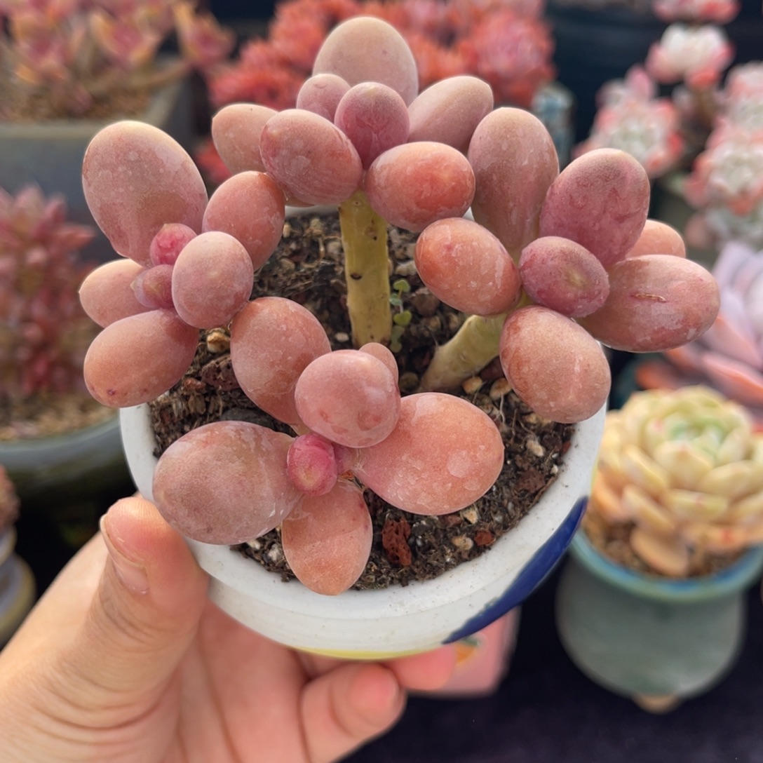 糖果美人 九公分 带盆