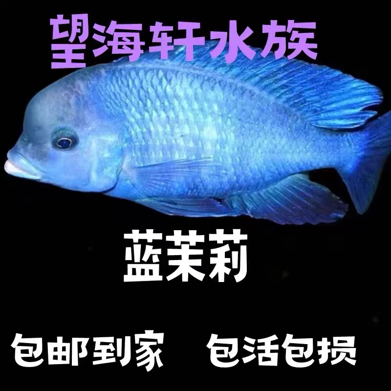蓝茉莉鱼三湖慈鲷鱼淡水海豚鱼马鲷活体热带观赏鱼高端龙鱼配鱼
