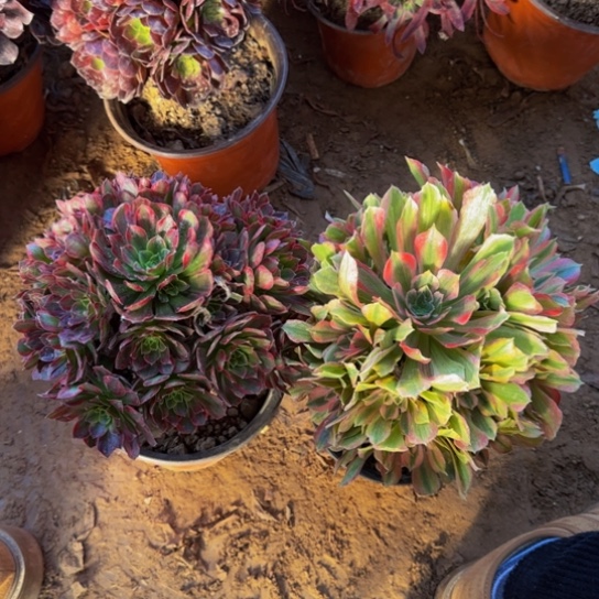 安娜法师9.9➕光辉9.9