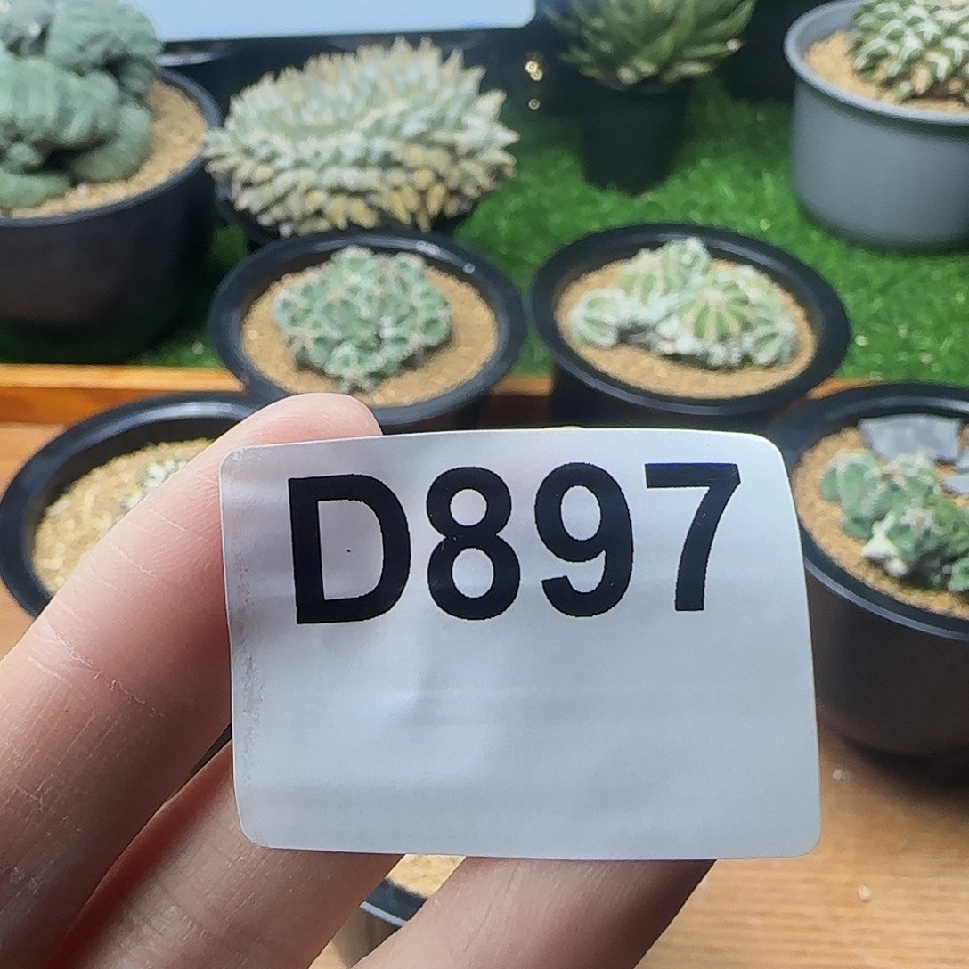 光琳推荐仙人球专拍