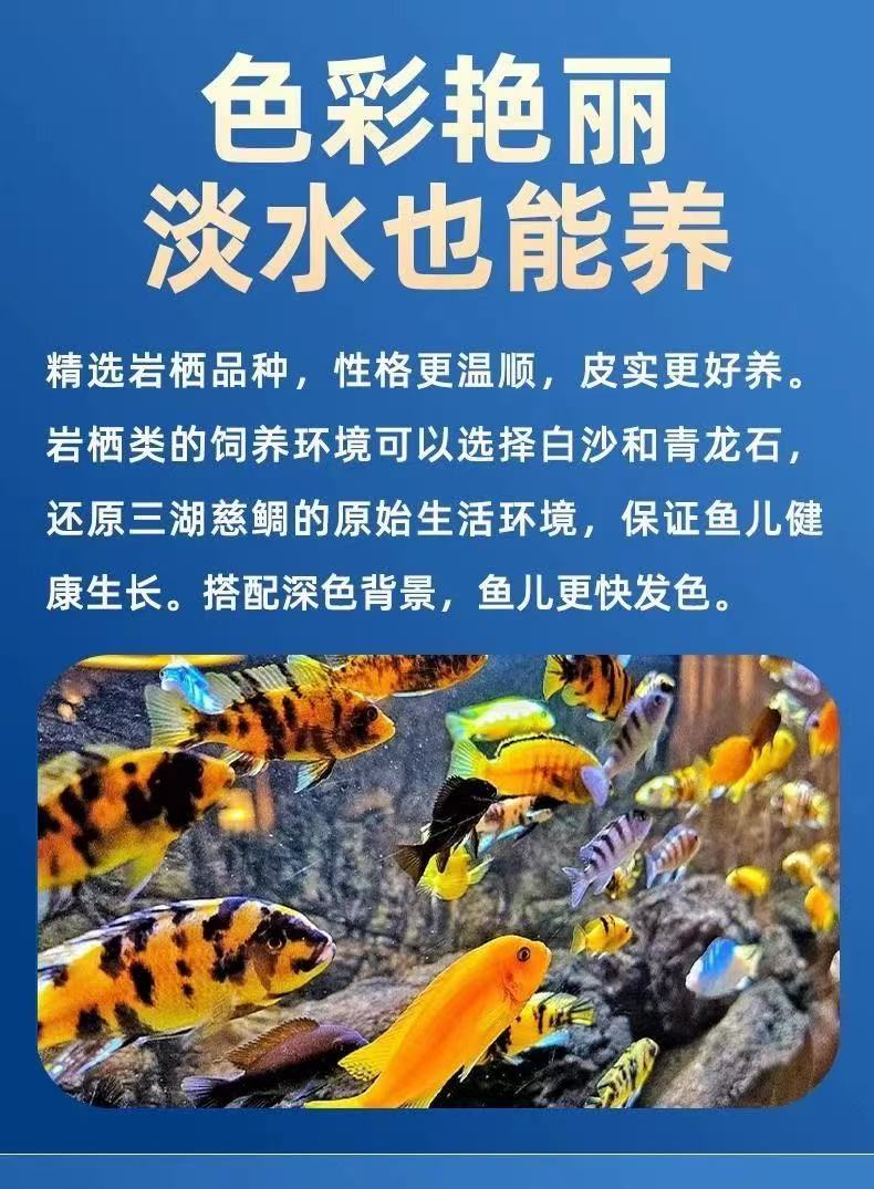 三湖慈鲷马鲷 热带观赏鱼大小尺寸直播选鱼