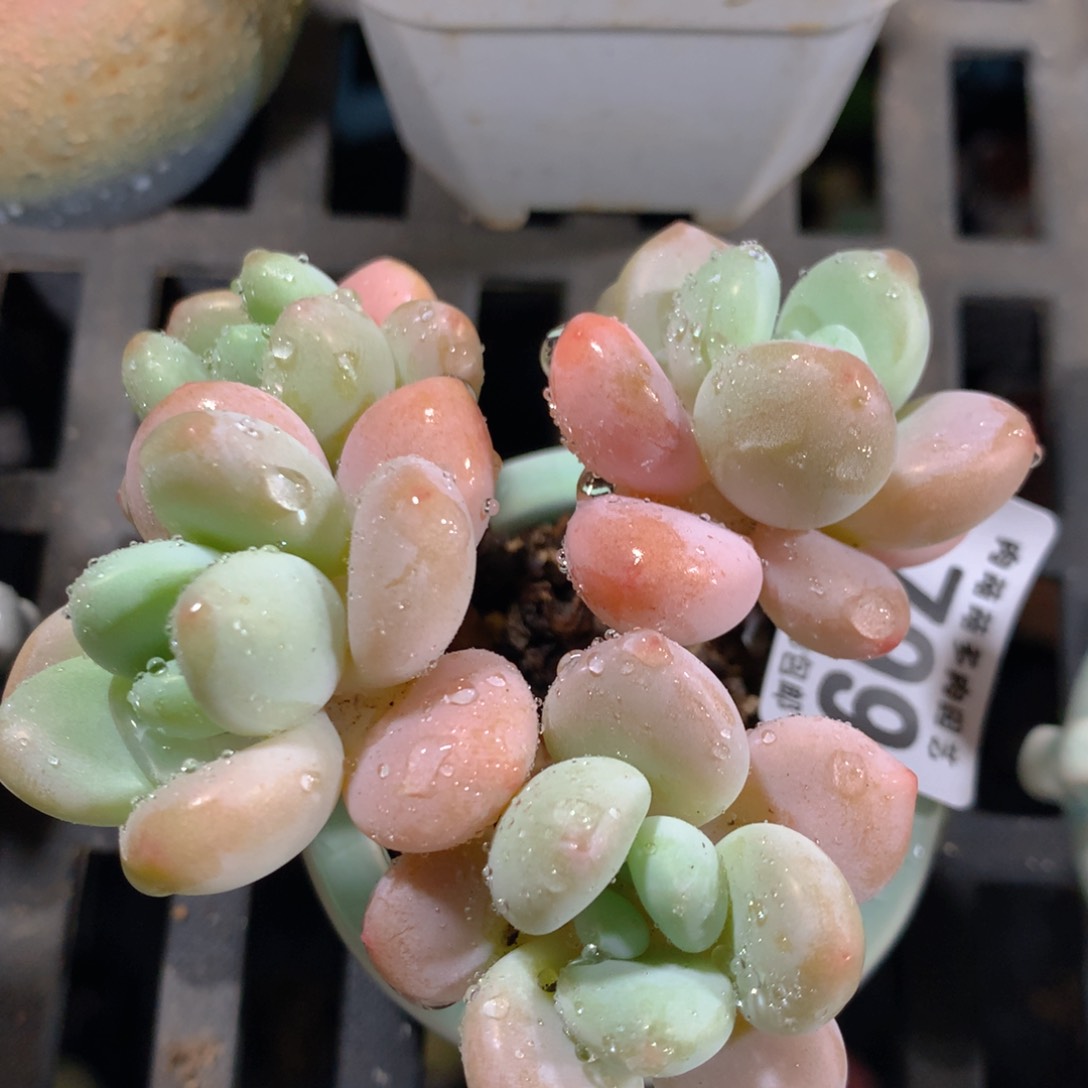 5CM拇指盆精控多肉ZU799